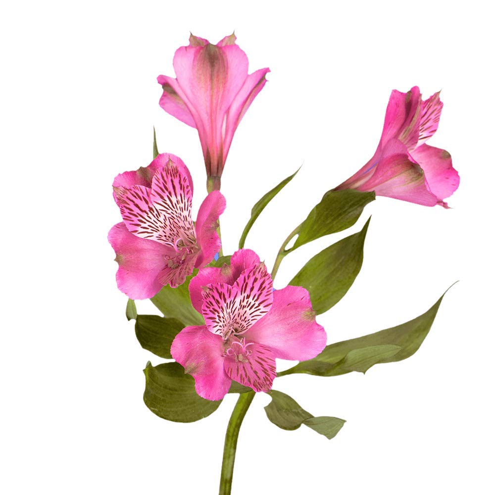 alstromeria