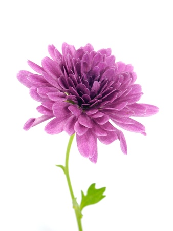 chrysanthemum